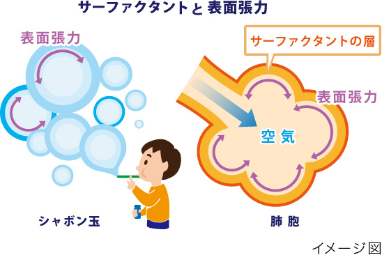 サーファクタントと表面張力