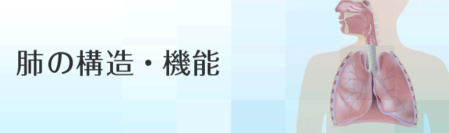 肺の構造・機能