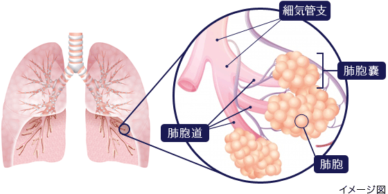 諸器官が集まる肺の構造と呼吸機能