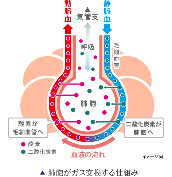 肺の構造 機能 清肺湯navi Supported By 小林製薬