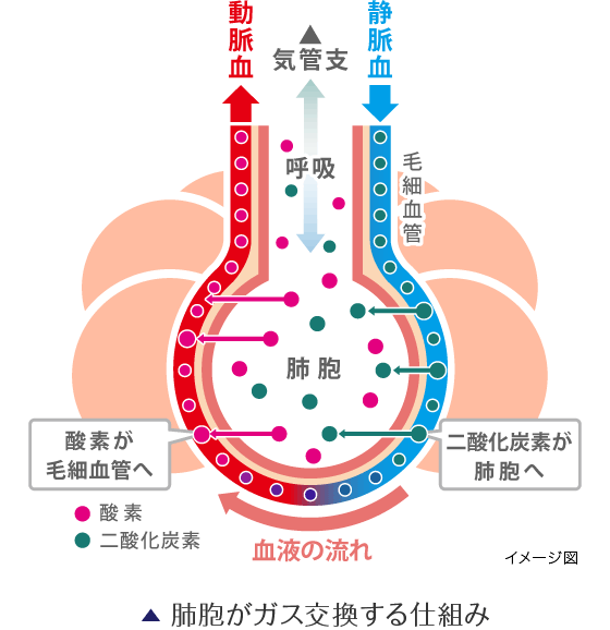 肺胞がガス交換する仕組み