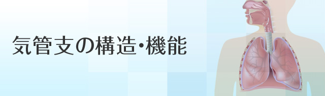 気管支の構造・機能