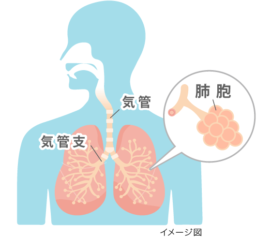 左右に分かれた気管支の枝先が肺胞