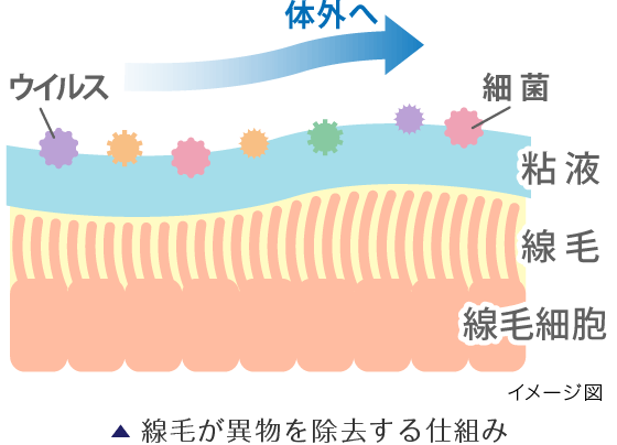 線毛が異物を除去する仕組み